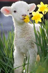 Easter Lamb