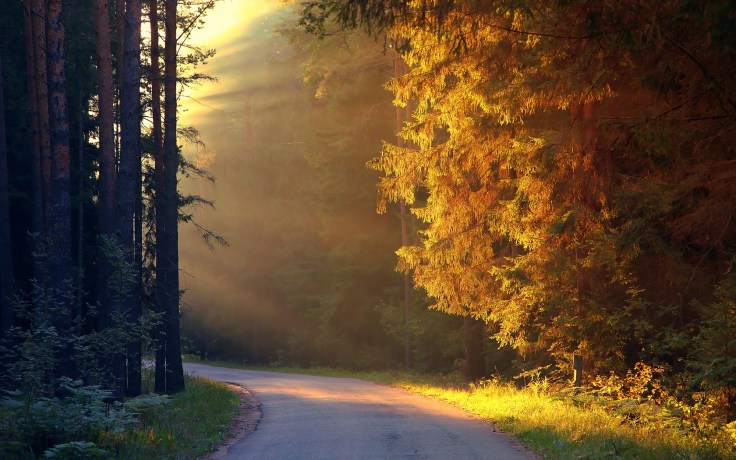 trees_sun_rays_on_road