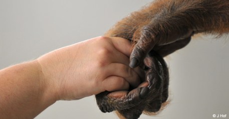 child and chimp hands